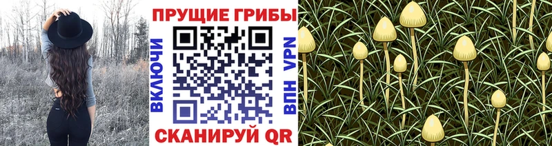 Псилоцибиновые грибы мицелий продажа наркотиков Кодинск